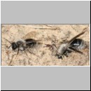 Andrena vaga - Weiden-Sandbiene 02.jpg